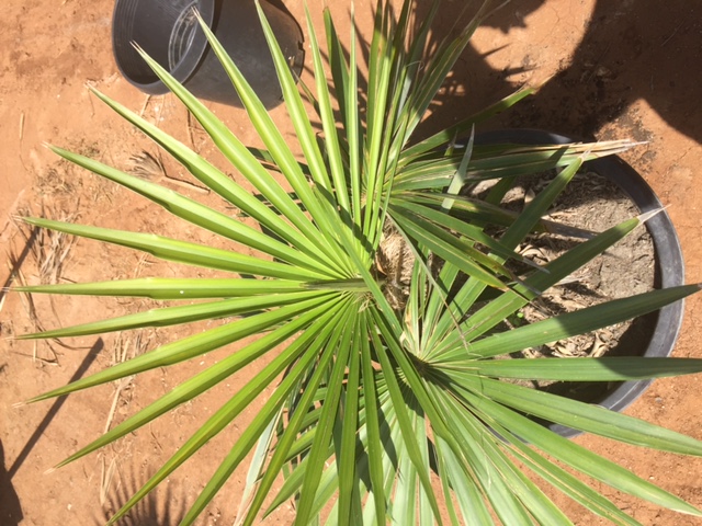 20 gal squat coccothrinax crinita