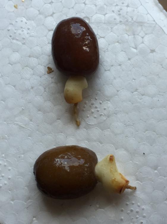 IMG_6513.thumb.JPG.265c5ba188ffefb2bacd7