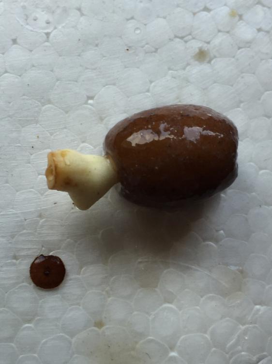 IMG_6515.thumb.JPG.b3cf379b0a468ee4593c5