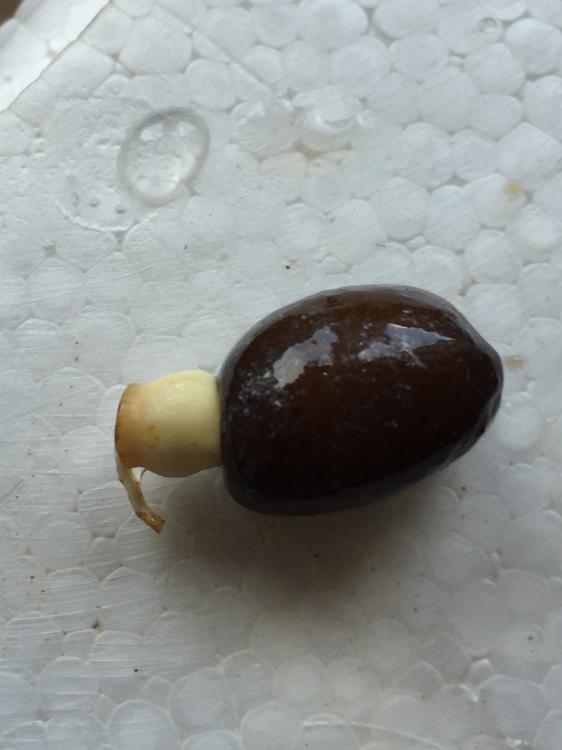 IMG_6519.thumb.JPG.b7d0492415976f65b3f8a