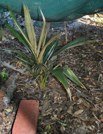 Oraniopsisappendiculatum2016.JPG.3dc3a9f