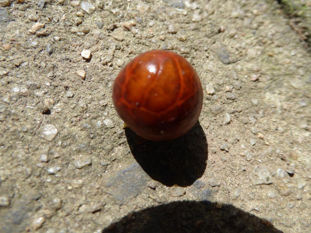 P1000084.jpg