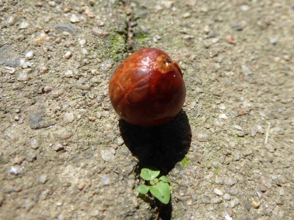 P1000085.jpg