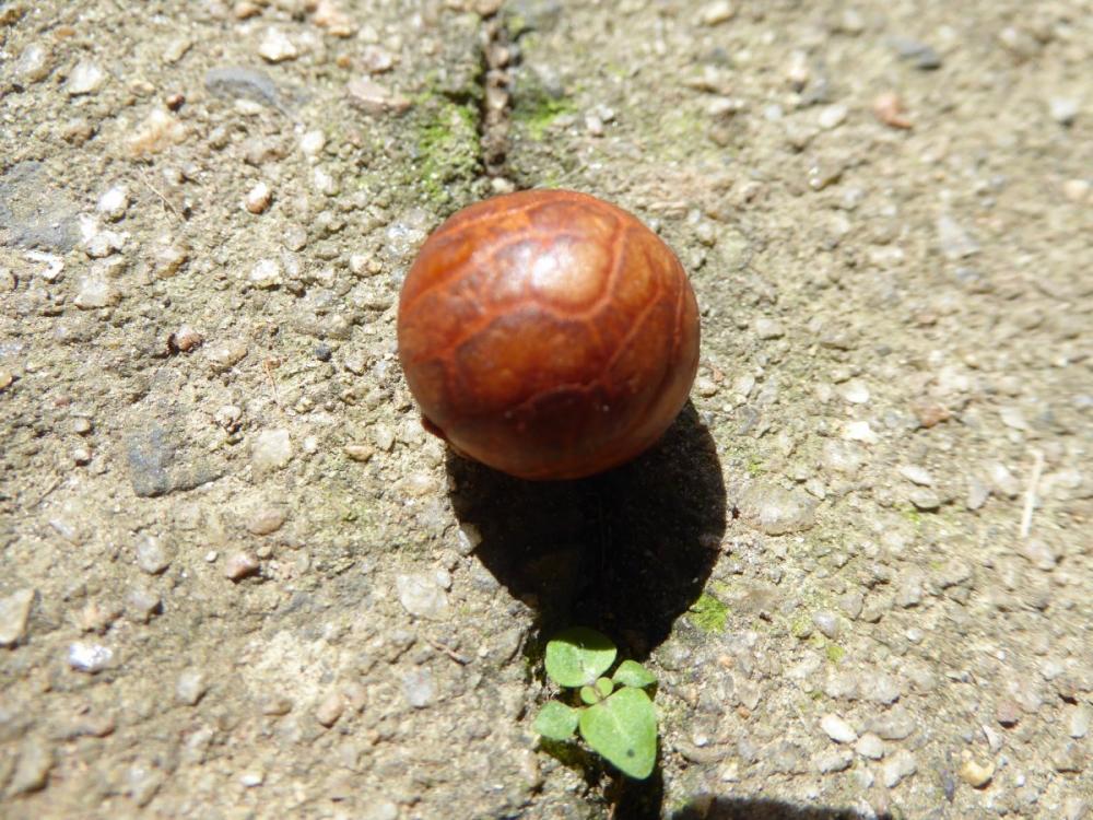 P1000086.jpg