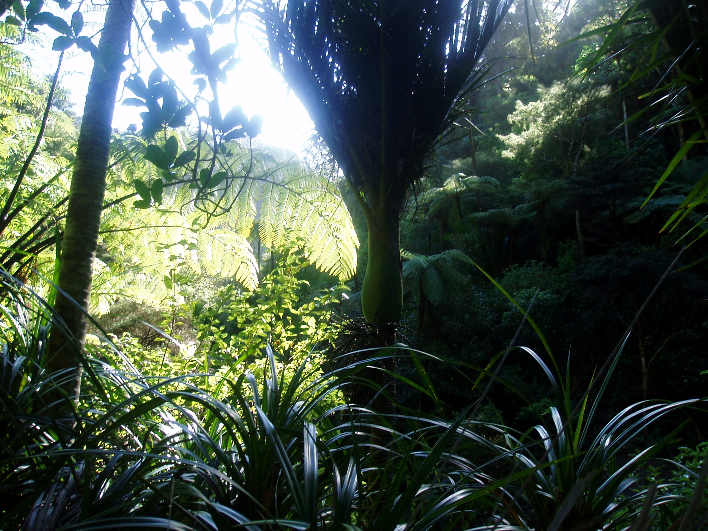 Paparoa National Park, South Island, New Zealand