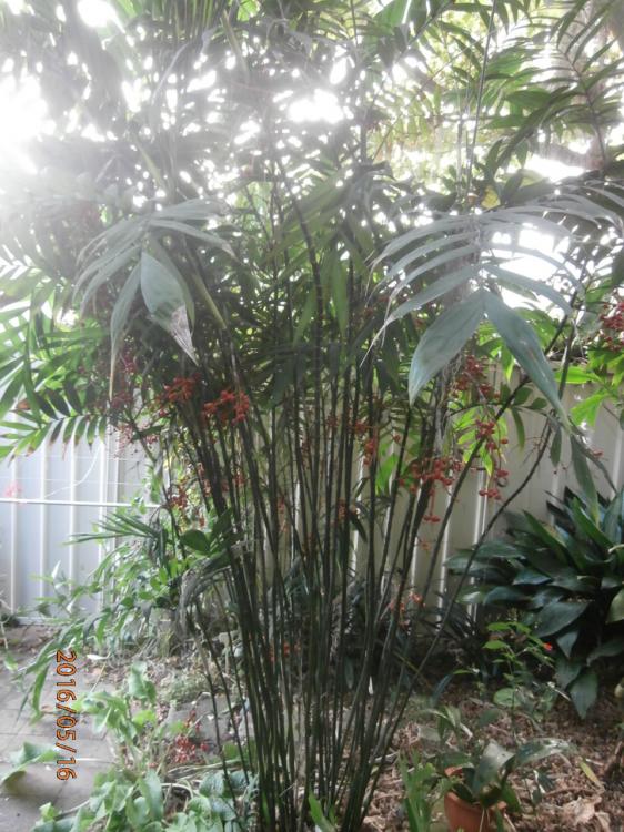 P5160048.thumb.JPG.9f3353cedd49d00f4bb40