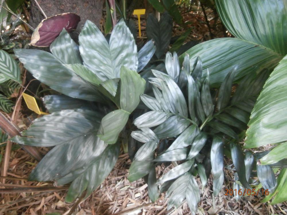 P5160054.thumb.JPG.379e2e02f6c1e31142e96