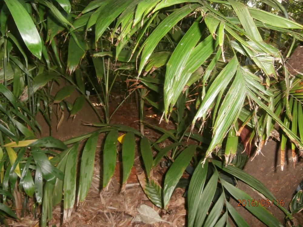 P5160056.thumb.JPG.c58fe21df666ae9e965de