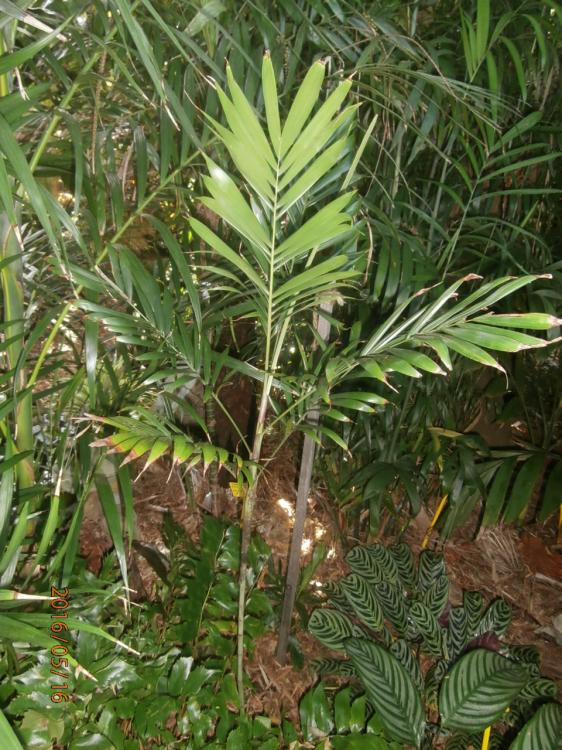 P5160058.thumb.JPG.47489ef3cf48fa20b44de