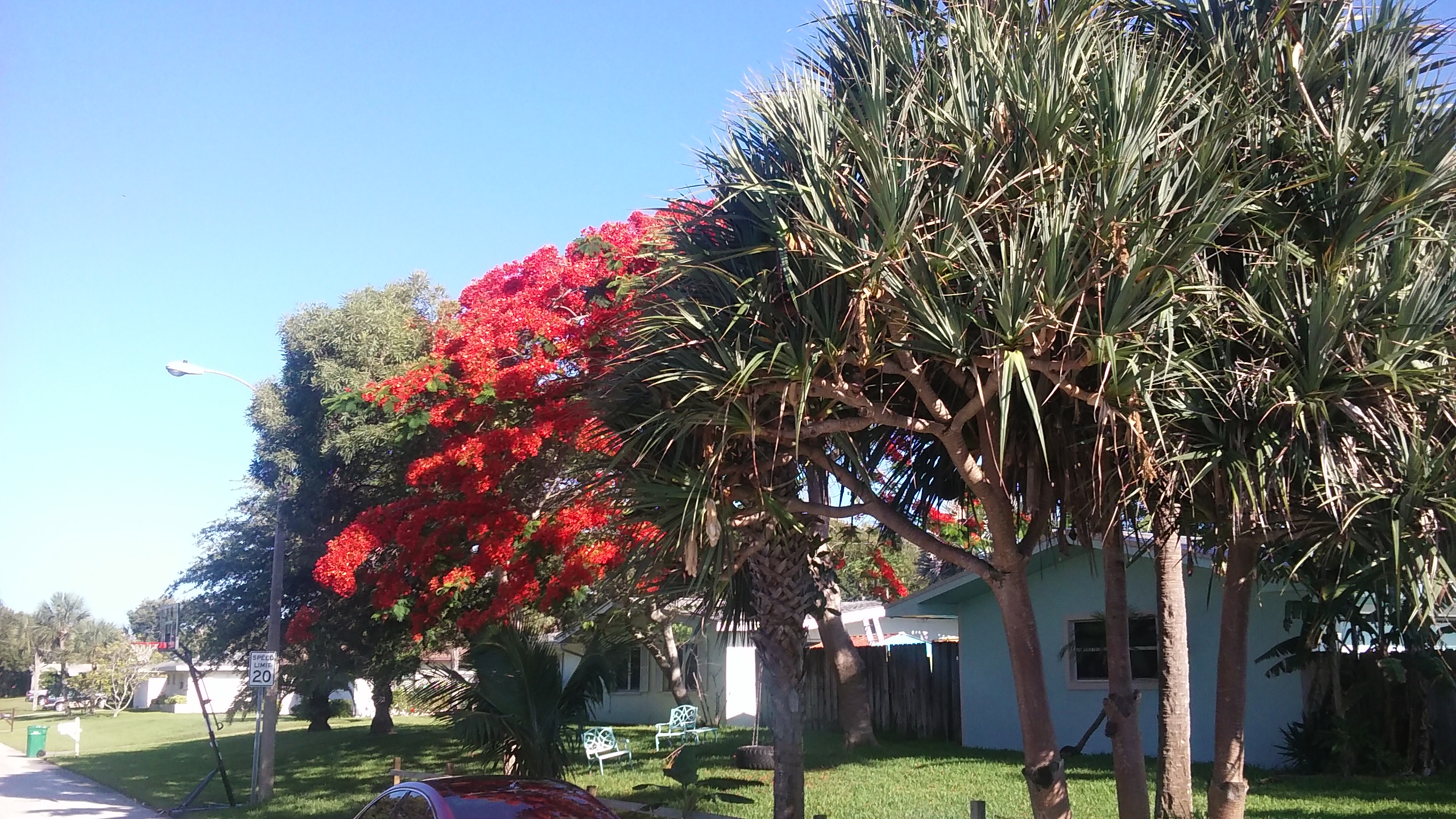 Indialantic palms and friends