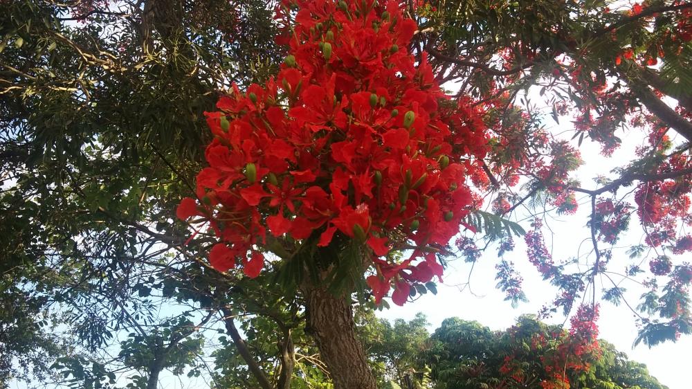 20160609_073542.jpg