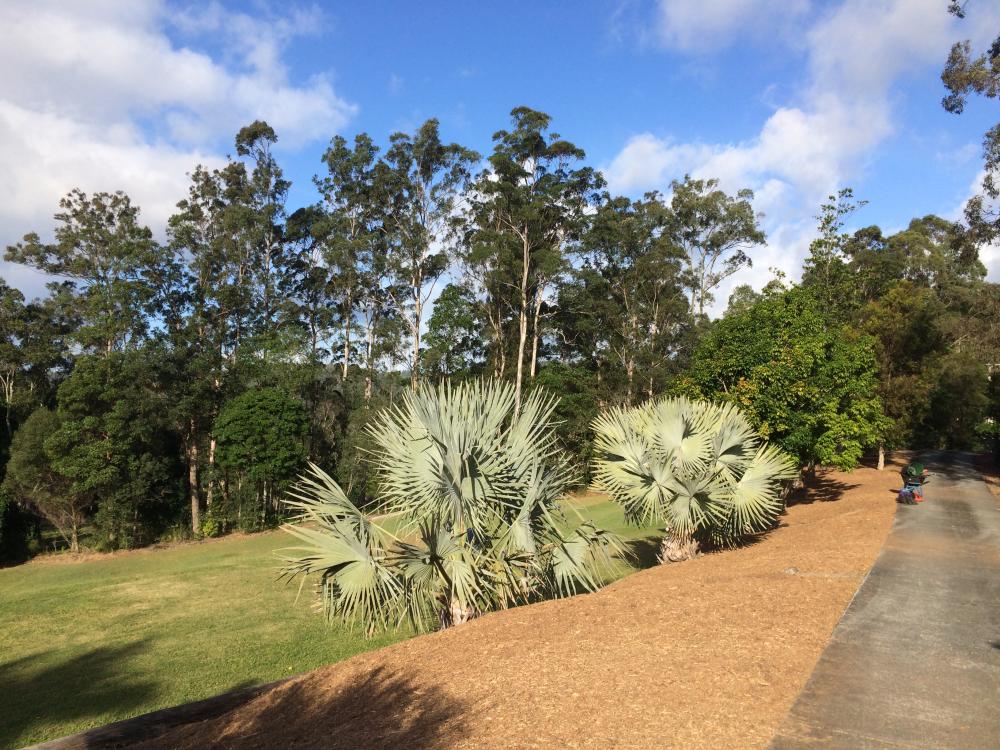 2bizzies.thumb.JPG.28c768904430e818dfff0