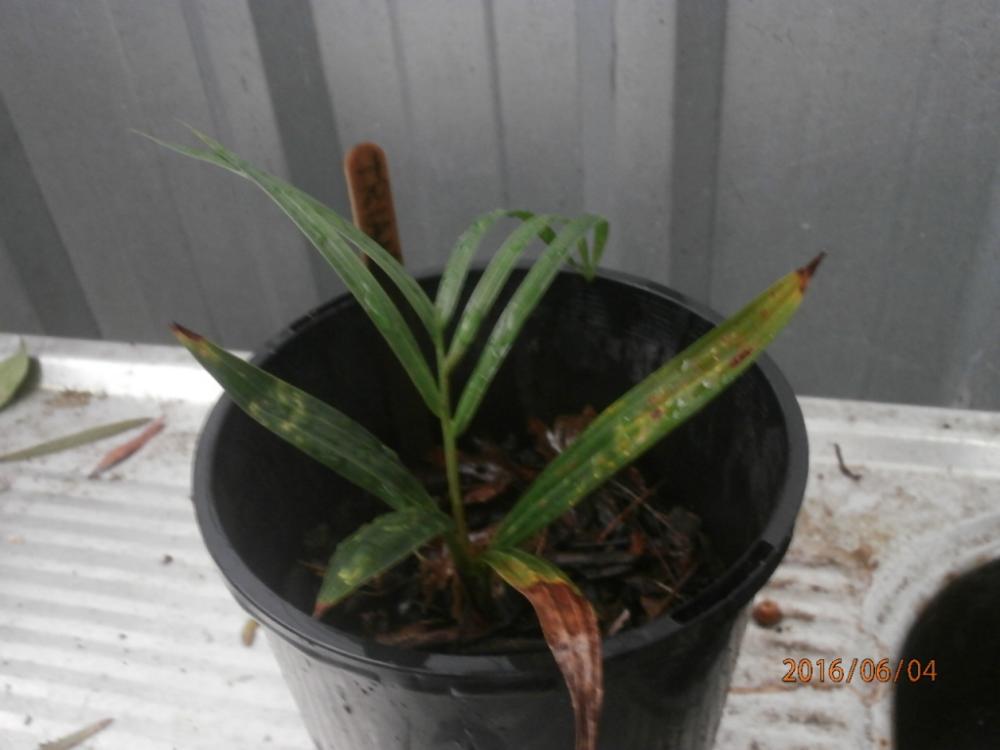 57527ca454b9f_Dypsisdecarii.thumb.JPG.70