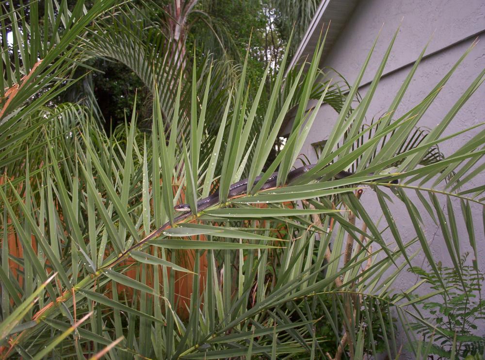 575319a715bf4_silverblack005.thumb.jpg.8