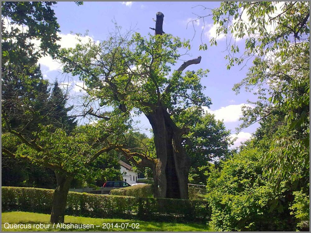5760847f5b9d0_Quercus02072014078.thumb.j