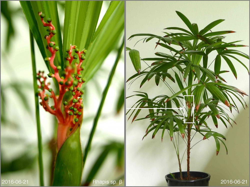 57692f0ec1481_RhapisspP101086566.thumb.j