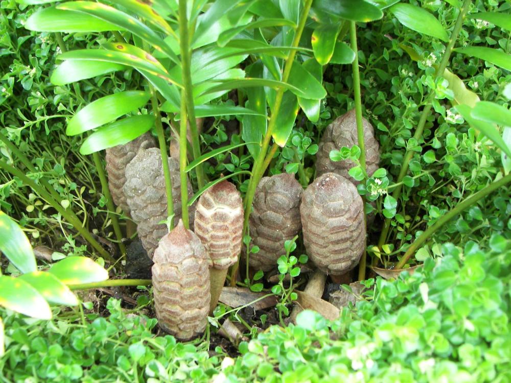 Zamia pygmea #1, cones, 6-'16.JPG