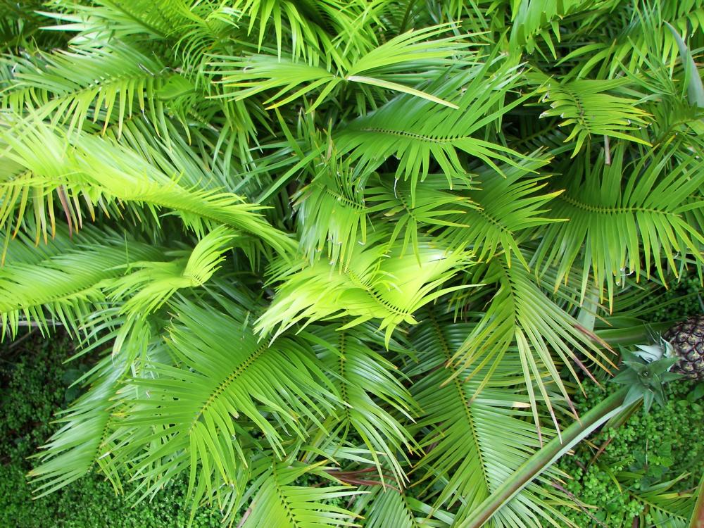 Zamia inermis closeup.JPG