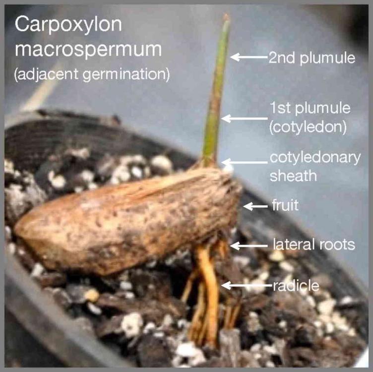 577150c0a5560_Carpoxylonmacrospermum.thu