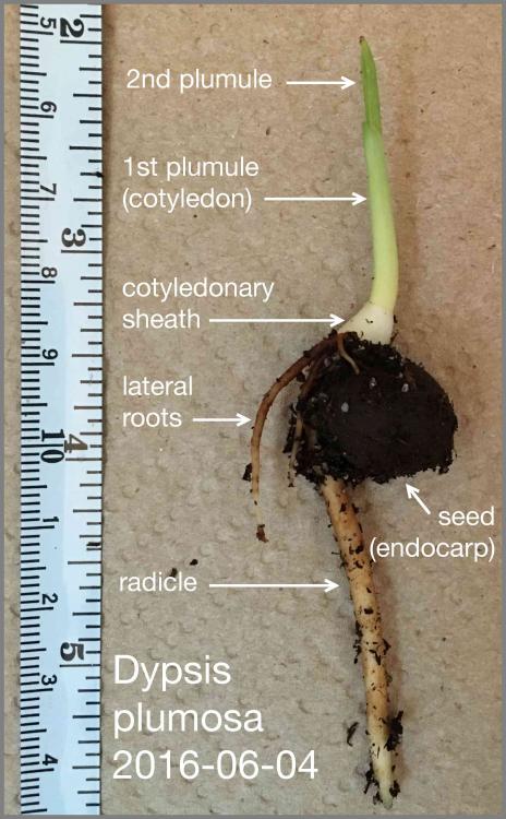 577150c7b020a_DypsisplumosaKnell.thumb.j