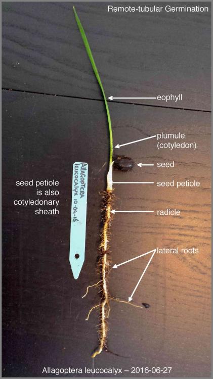 5772975bc7815_Allagopteraleucocalyx20160