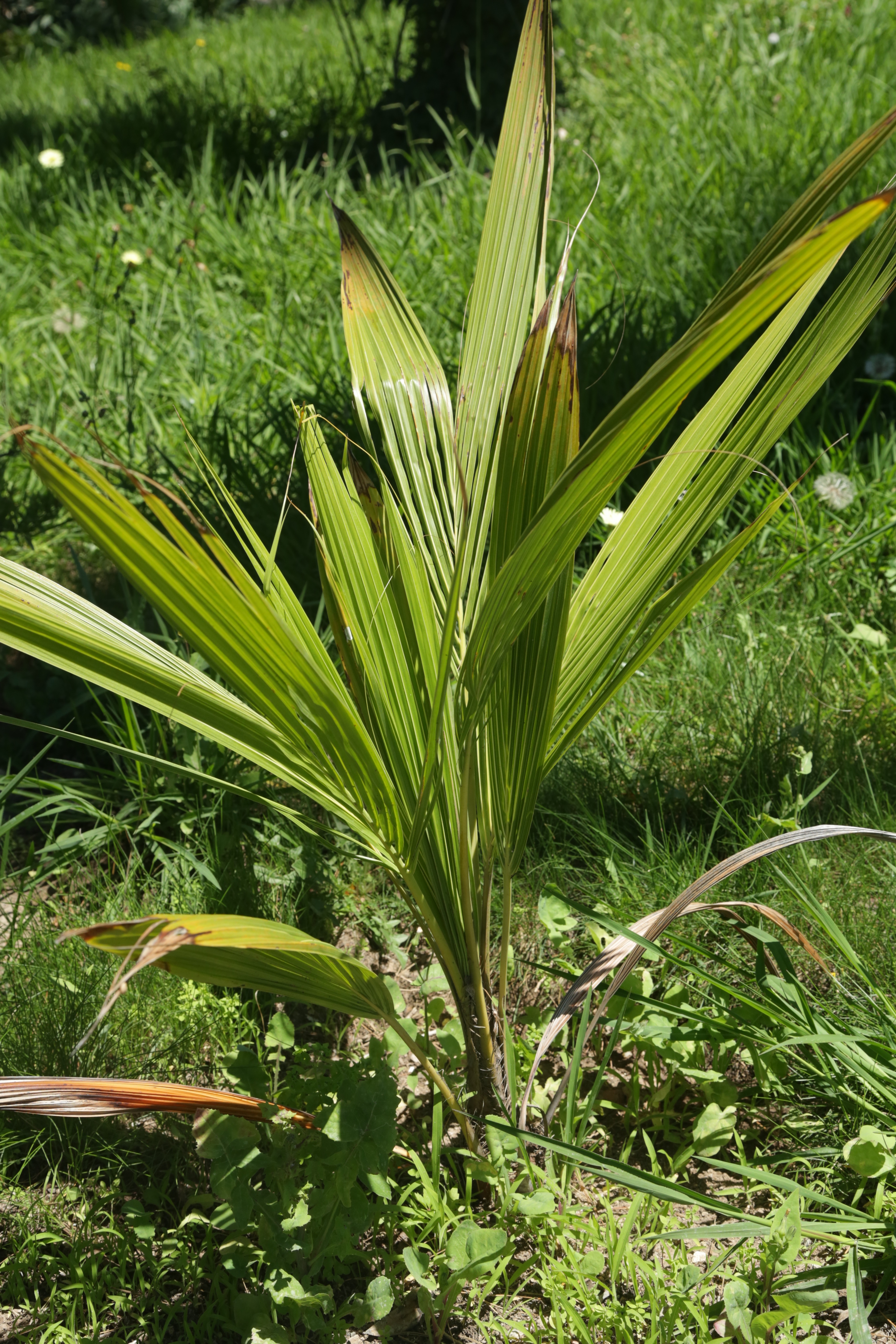 Beccariophoenix alfredii