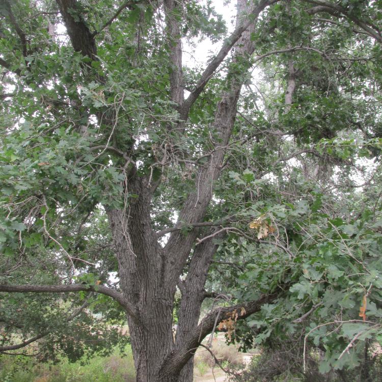 581.thumb.JPG.e9d775a222ab03d0a7ef0d3bc6