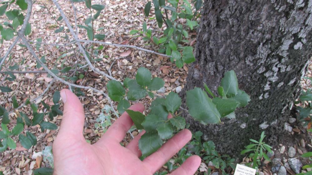 608.thumb.JPG.b04130d39657649f07e0d1adaa