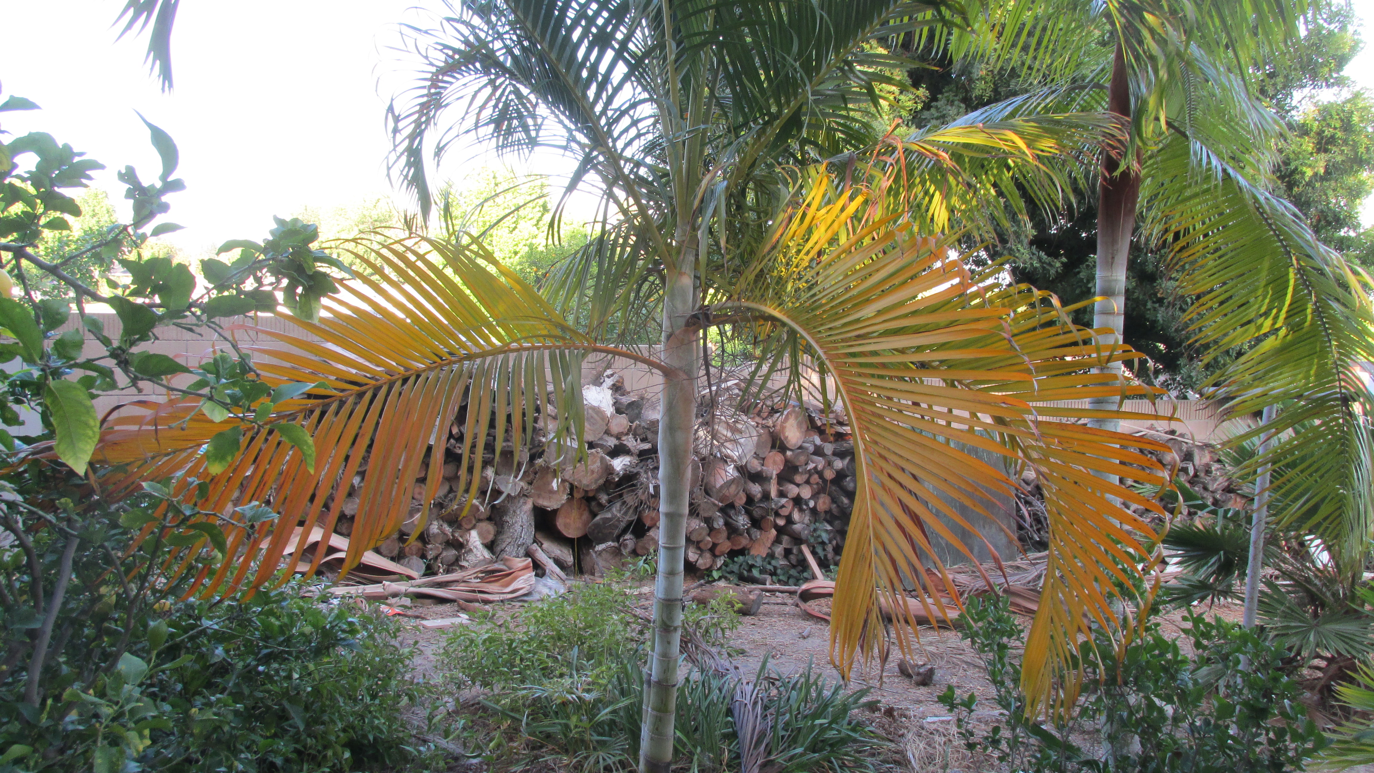 Hope I look this good when I'm dead - Dypsis arenarum