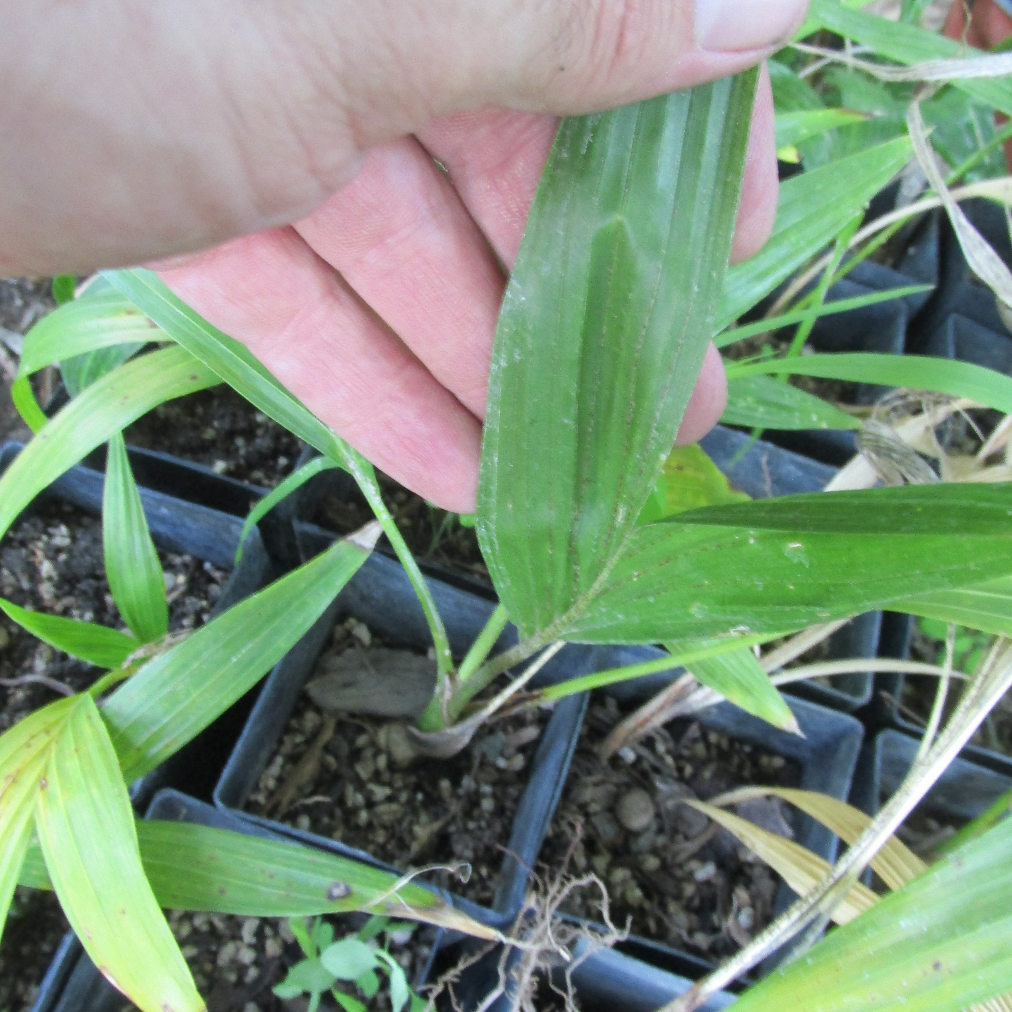 Watahwee palms, liners