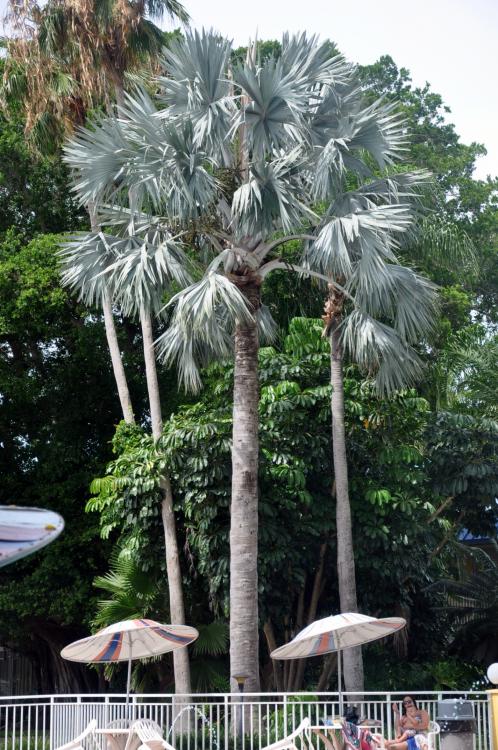 DSC_2993.thumb.JPG.30e8f0764a1d512896d0c