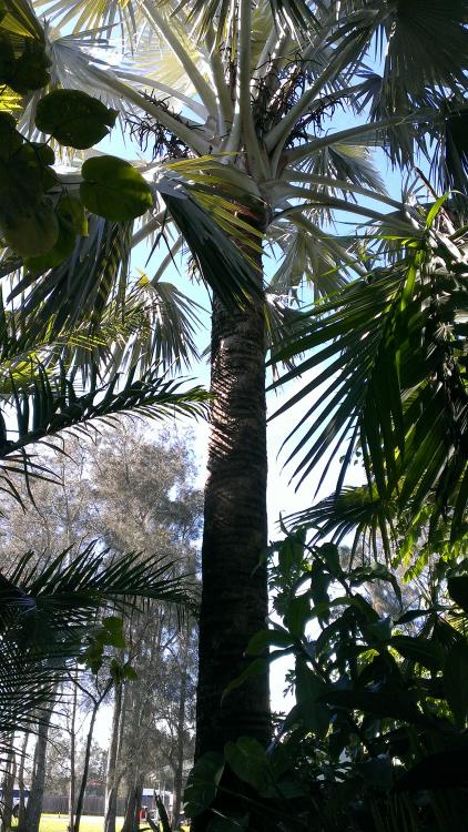 IMAG6084.jpg