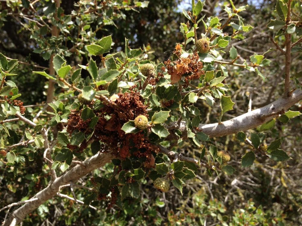 IMG-20160625-WA0011.thumb.jpg.c3746aede7