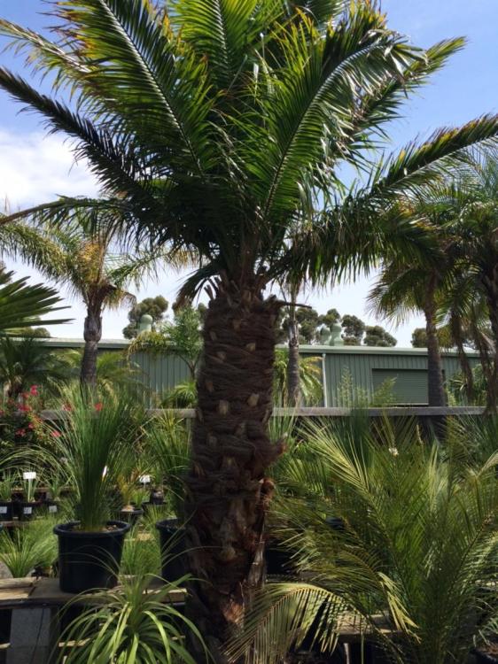 IMG_3232.JPG.thumb.jpeg.7bc9019c58fb7742