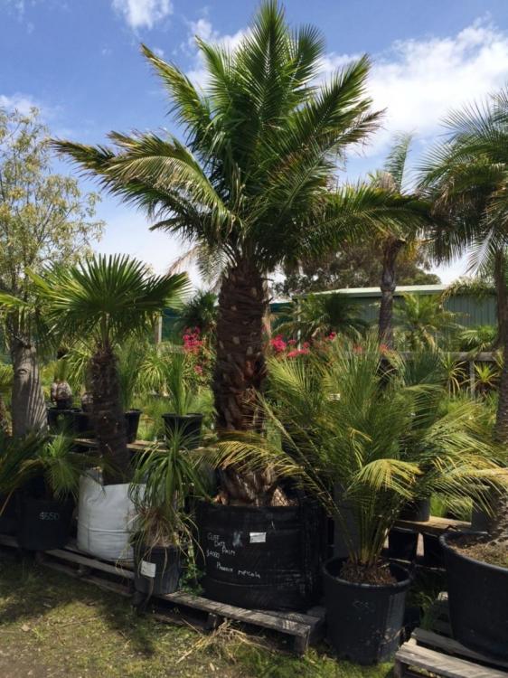 IMG_3233.JPG.thumb.jpeg.774f93b223142506