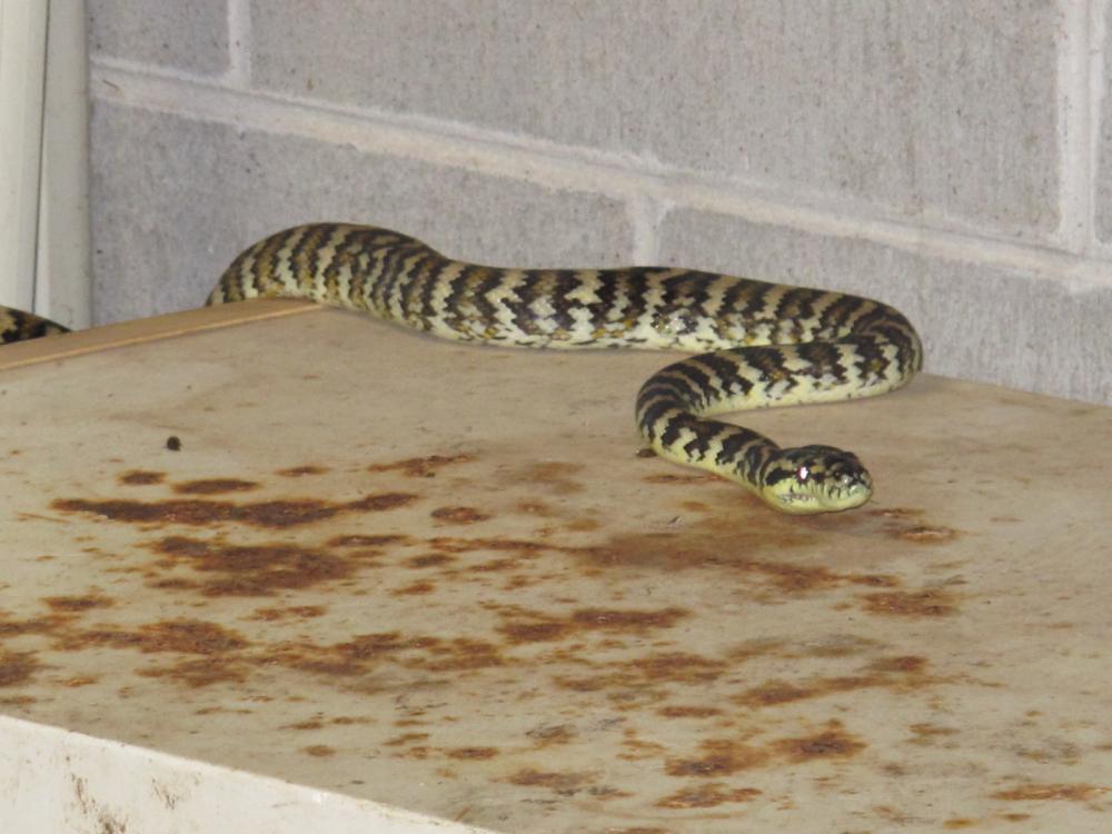 IMG_4646.thumb.JPG.c14b773d401ddc51e036f