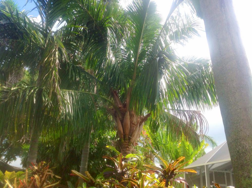 IMG_5288.thumb.JPG.06b4bf690ff27f11c4a44