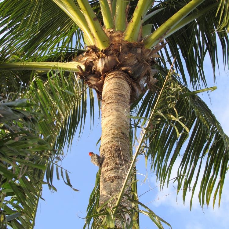 IMG_7096.thumb.JPG.c60e855f766baf69155cc