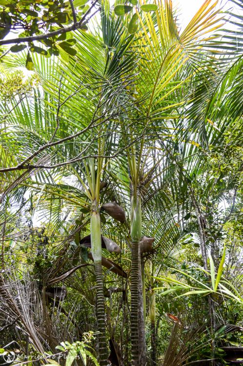 dypsis-arenarum-on-sainte-marie.jpg