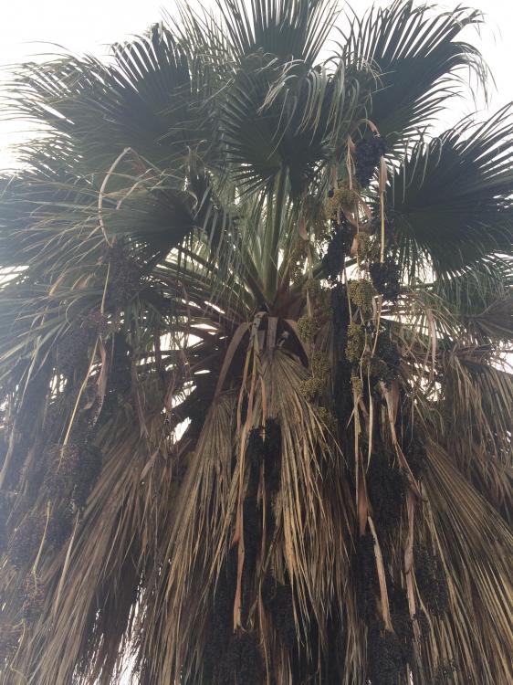 image.thumb.jpeg.443742f6c8f7c18ec30ea7d