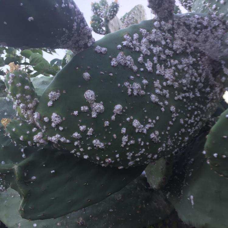 image.thumb.jpeg.ed7e6ecf5236d33126b6100