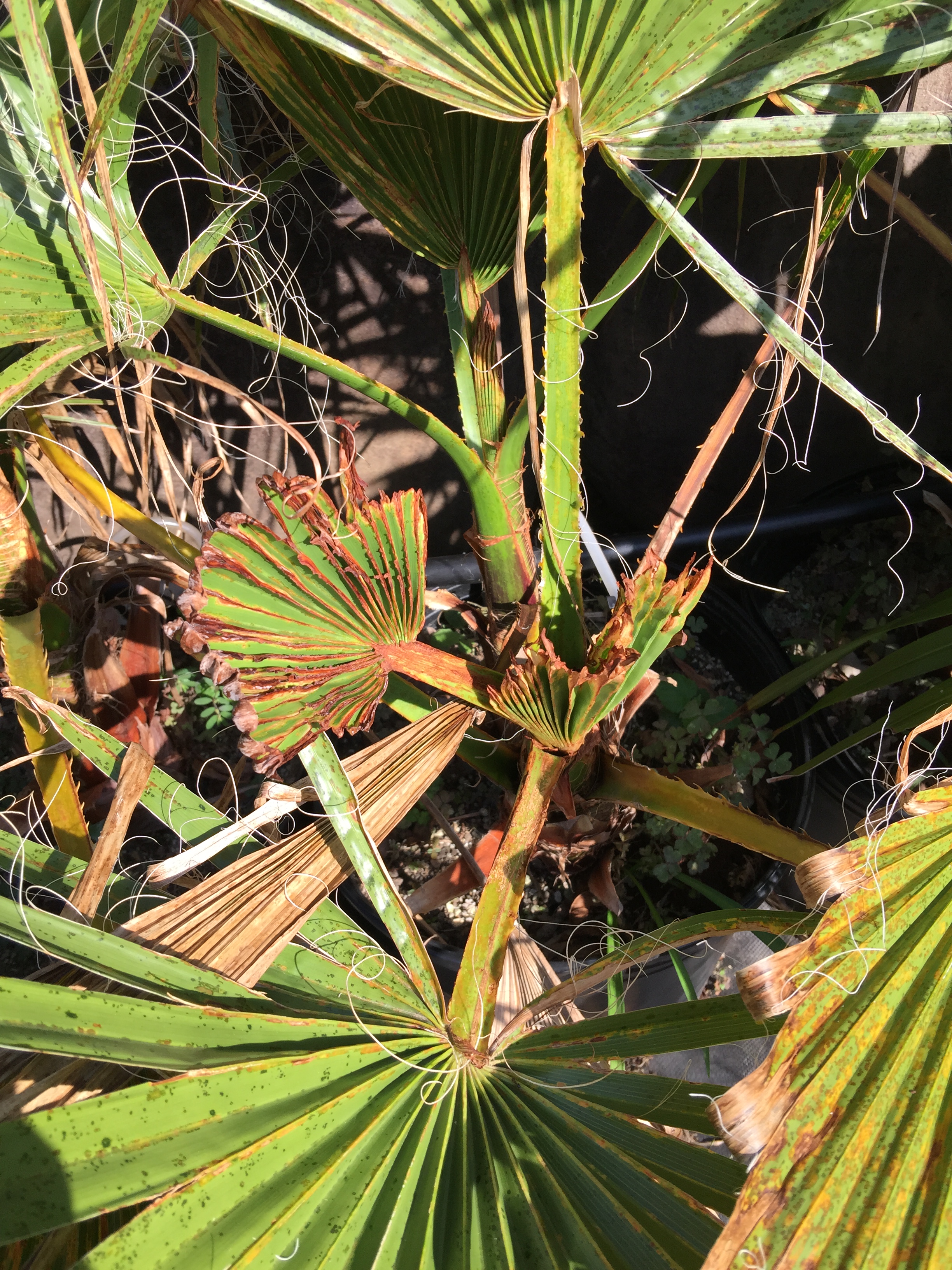 Fertilizer Burn? DISCUSSING PALM TREES WORLDWIDE PalmTalk