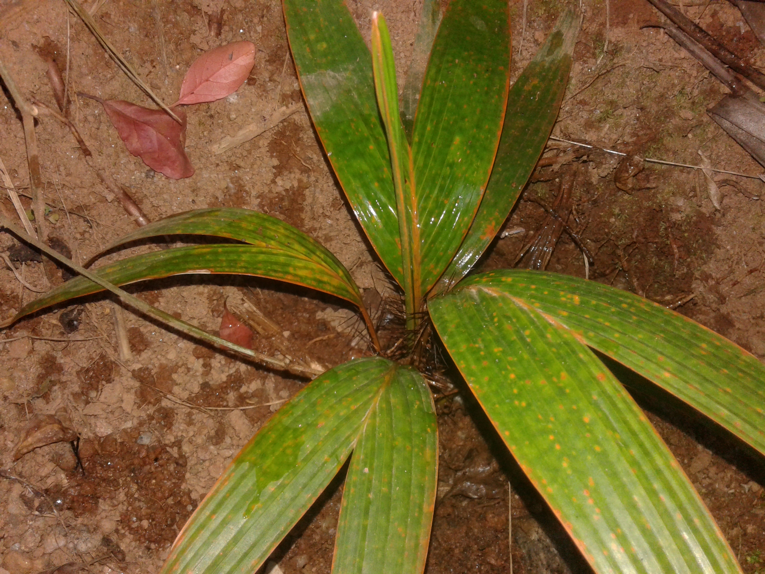 yellow line on leafs