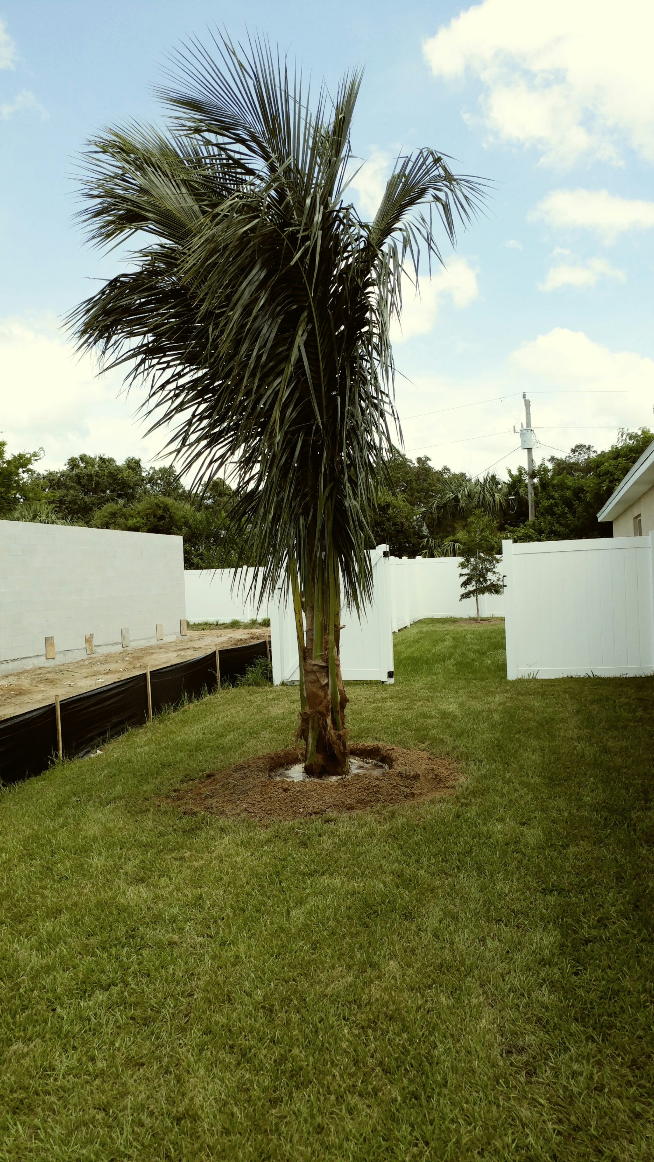 Maypan or Malayan Coconut palm - DISCUSSING PALM TREES WORLDWIDE - PalmTalk