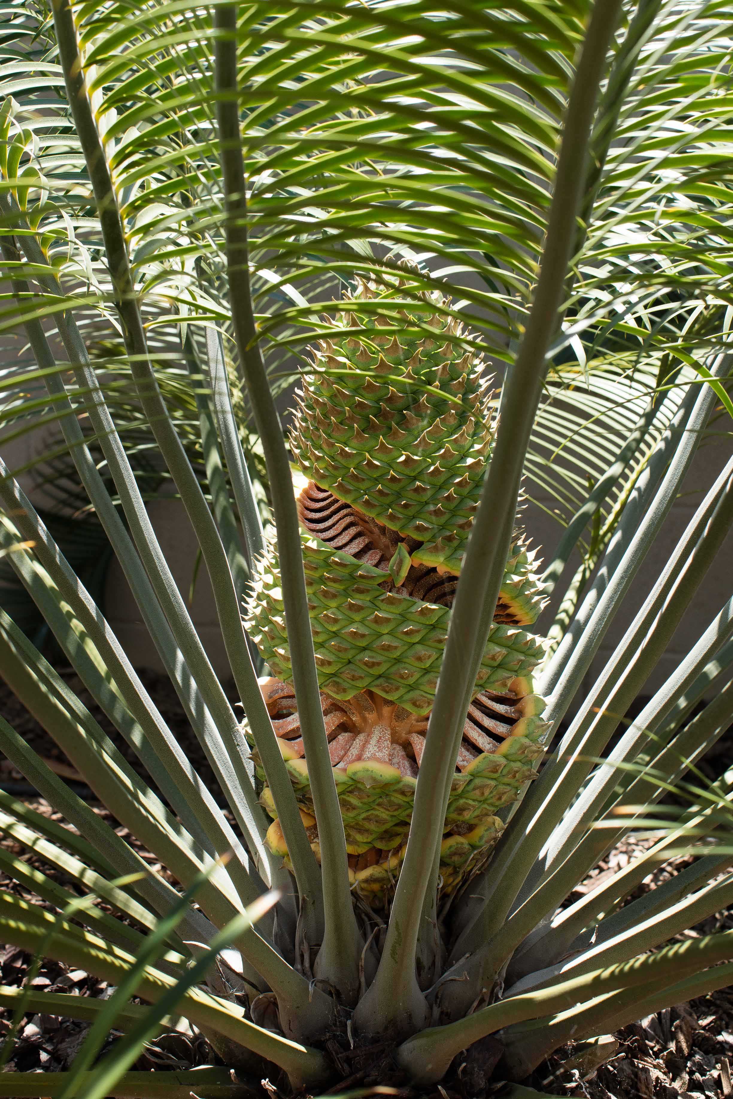 Lepidiozamia peroffskyana female cone