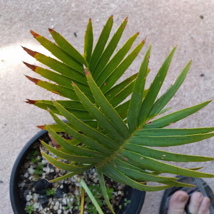 20160724_113347_1469390981676.thumb.jpg.