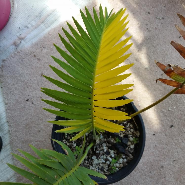 20160724_113354.thumb.jpg.843d309cc3e707
