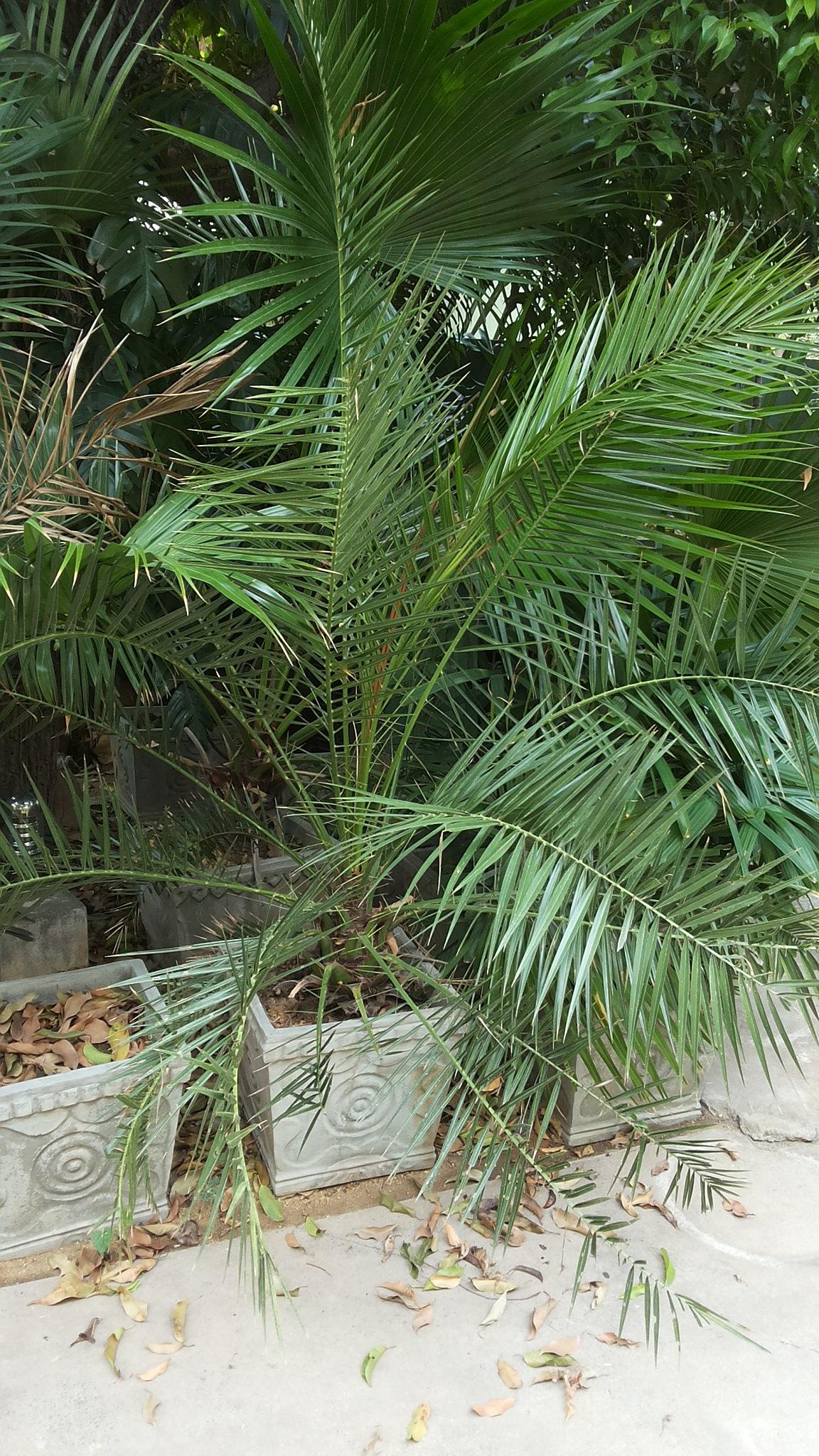 I.D Please,What Phoenix Palm is it ?