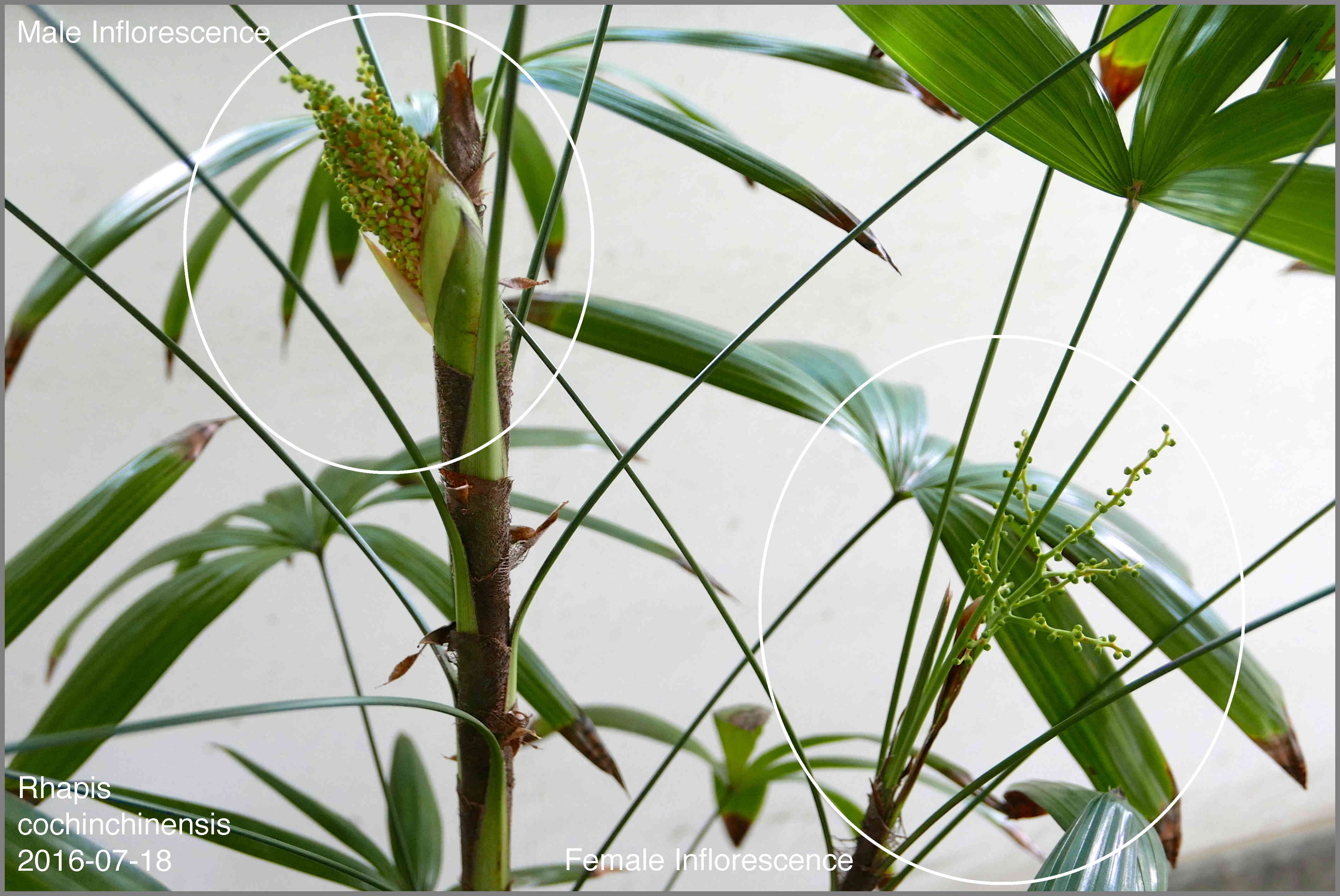 Rhapis cochinchinensis Dimorphism