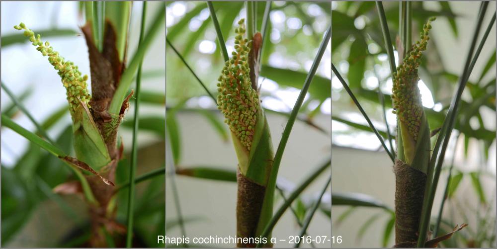 578d0dac03e5c_07Rhapisspa2016-07-16P1020